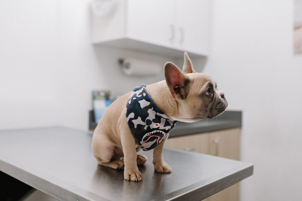 local seo for vets - a small bulldog on a vet table