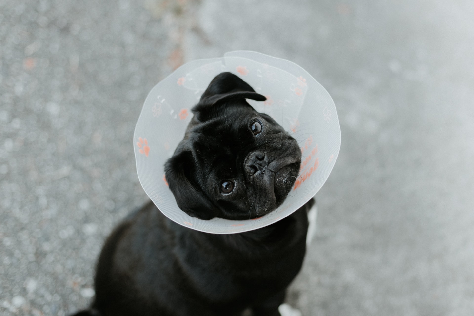 benefits of having a blog on your website - dog in cone